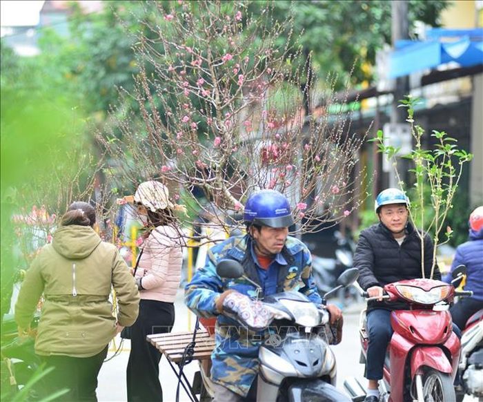 Những cây đào được vận chuyển tới khách hàng.