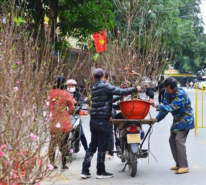 Những cây đào được vận chuyển tới khách hàng.