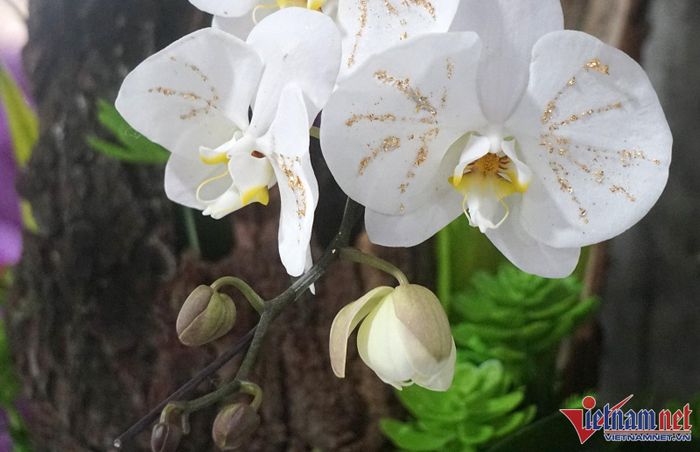 Những người thợ cắm hoa khéo léo dát thêm các đường vàng 18k chạy từ tâm bông hoa đến mép hoa