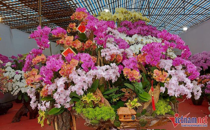 Nhiều cơ sở hoa lan tại đây chọn cách trang trí hoa lan trên thân gỗ