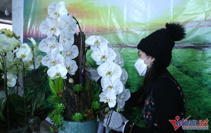 Chậu hoa lan dát vàng được các thợ chăm sóc rất kỹ lưỡng trước khi tới tay khách hàng