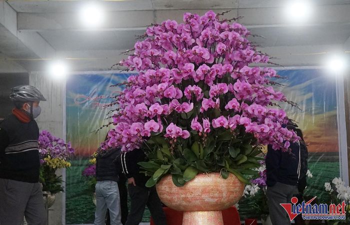 Chậu hoa lan được chủ cở sở rao bán với giá khoảng 50 triệu đồng
