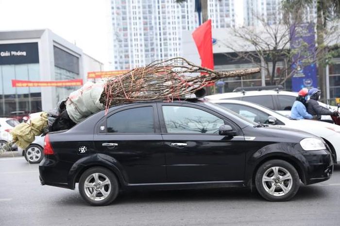 Về đón Tết với gia đình không quên mang theo cành đào Xuân.