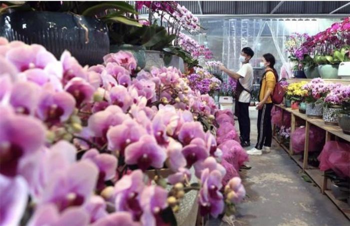 Một quầy hàng hoa lan đang chờ khách.