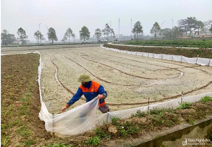 Ông Nguyễn Văn Chất chăng ni lông quanh ruộng để ngăn chuột phá hoại lúa mới gieo. Ảnh: Phú Hương