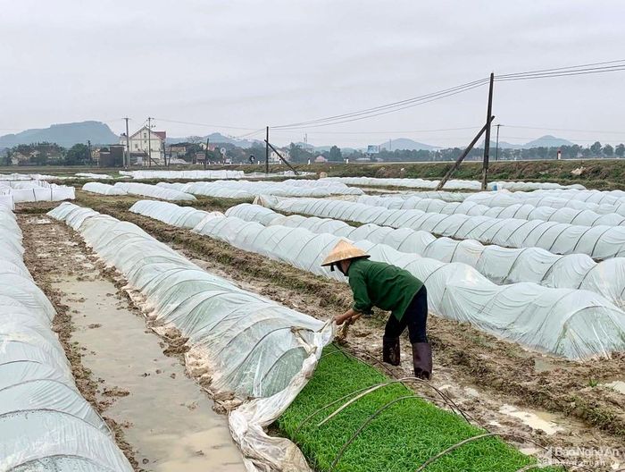 Nông dân huyện Diễn Châu phủ ni lông chống rét cho mạ vụ xuân. Ảnh: Phú Hương