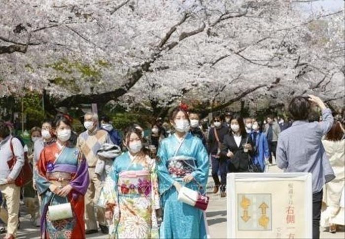 Du khách chụp ảnh với hoa anh đào trong công viên Tokyo, Nhật Bản. Ảnh: Kyodo/TTXVN