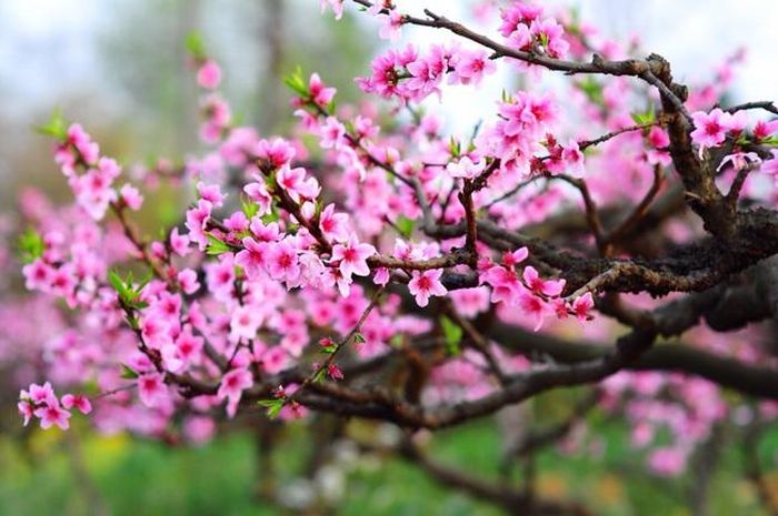 Việc mua một chậu cây quất hay hoa mai, hoa đào, sẽ mang đến phúc khí, sự an lành cho năm mới