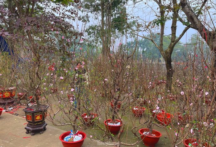 Vắng khách, tiểu thương hạ giá sập sàn, bán như cho nhưng chợ hoa Hà Tĩnh trong ngày 29 Tết vẫn ế ẩm.