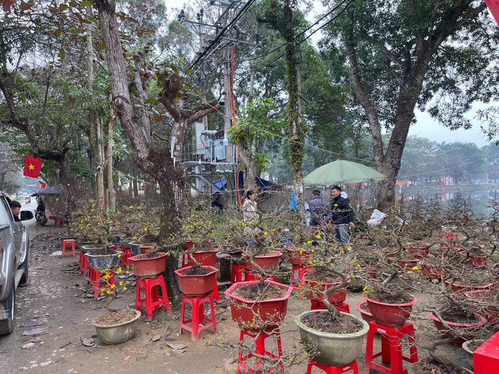 Lượng tiêu thụ giảm, hàng hoa, cây cảnh ngày Tết năm nay trở nên ế ẩm.