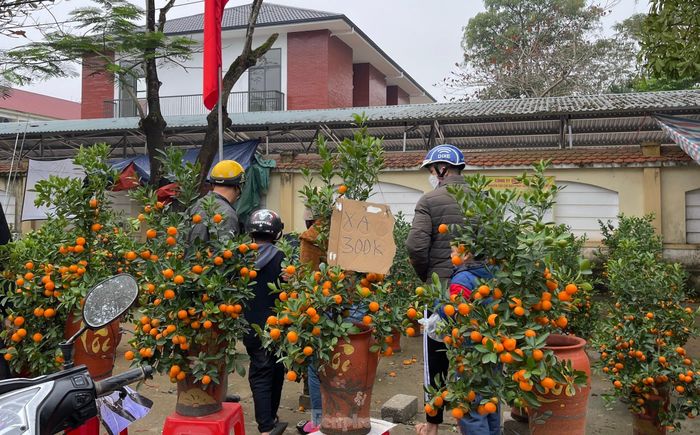 Tại thị trấn Hương Khê nhiều gốc quất cũng được người bán ghi xả hàng còn 300.000 đồng/gốc.