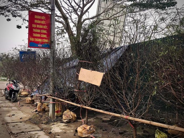 Dọc đường tại thị trấn Phố Châu nhiều nhà buôn đào đã ghi bán đồng giá mỗi gốc đào 500.000 đồng/gốc, tuy nhiên vẫn vắng người mua.