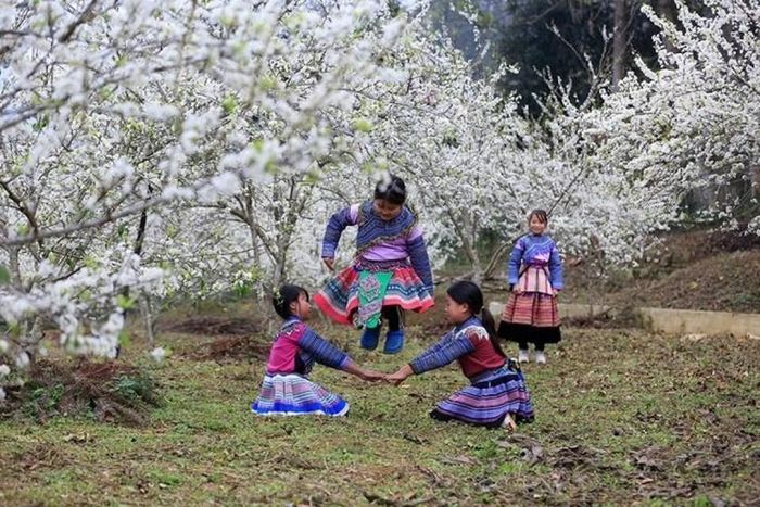 Đến với Bắc Hà, du khách được thưởng thức thiên đường hoa mận, hoa lê trắng
