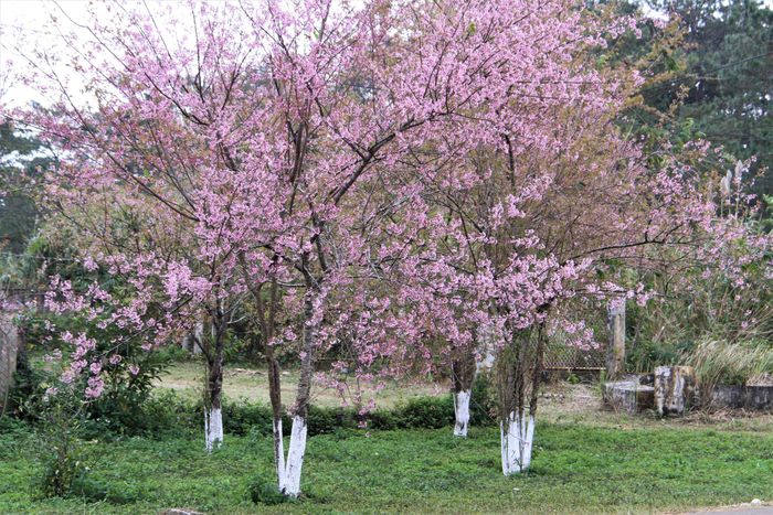  Hoa đào ở Măng Đen có một lớp cánh, màu hồng phấn, có khi hơi sậm. 