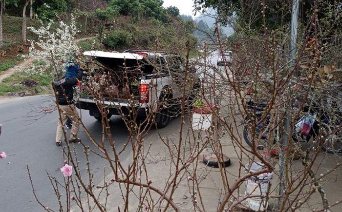 Khách gần xa tìm đến Chợ hoa đào Thẩm Lé.