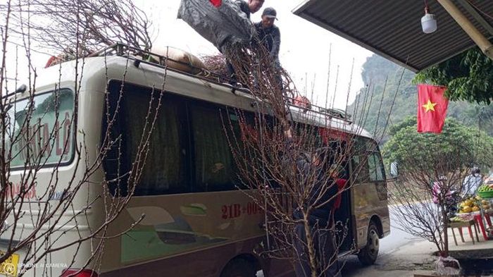 29 tết, đào vẫn từ xã Nghĩa Lộ được chuyển về thành phố Yên Bái.