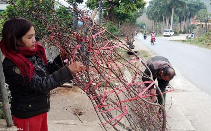 Người bán đào ở đây có cách buộc đào hết sức cẩn thận để vận chuyển đi xa.