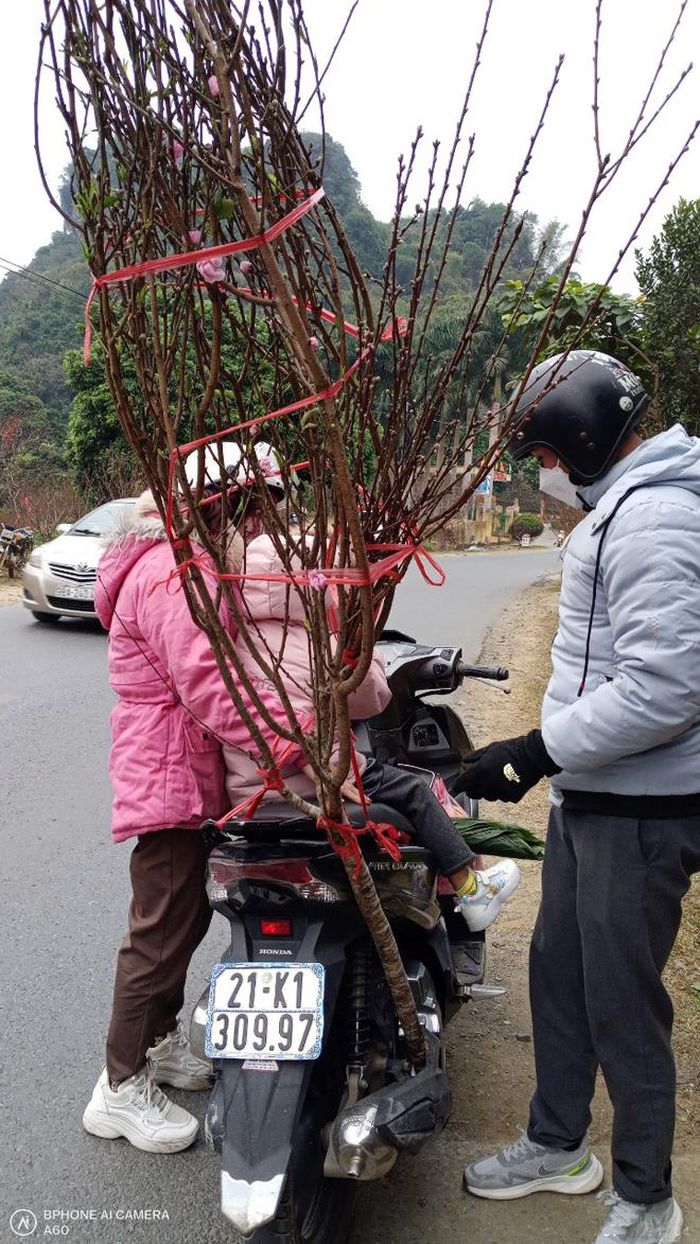 Về tết với cành đào Thẩm Lé.