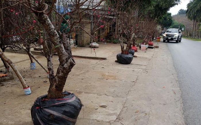 Đào cành, đào gốc với nhiều thế dáng