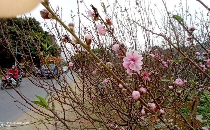 Năm nay tết sớm, hoa đào chưa nở rộ nhưng đào ở đây vẫn có "chất" đáp ứng nhu cầu người chơi.