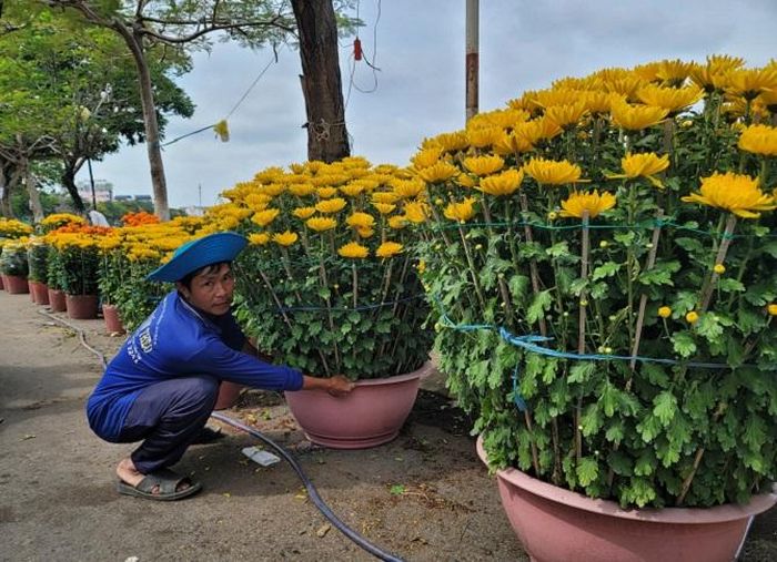 1 cặp cúc như thế này trước đây vài ngày có giá đến 4,5 triệu đồng tại chợ hoa Long Xuyên.