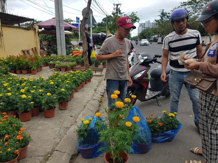 Hoa vạn thọ giá 15.000 đến 30.000 đồng/chậu