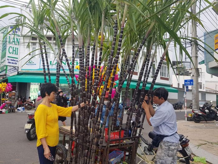Mía lộc giá 35.000 đến 40.000 đồng/cây