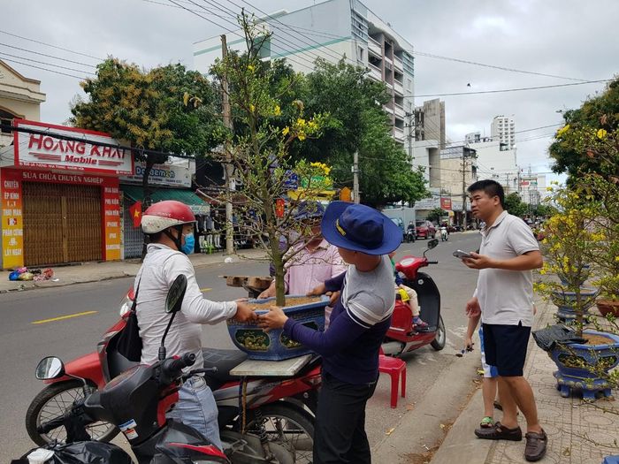 Chậu mai giá 1,4 triệu tìm được chủ trong chiều 30 Tết.