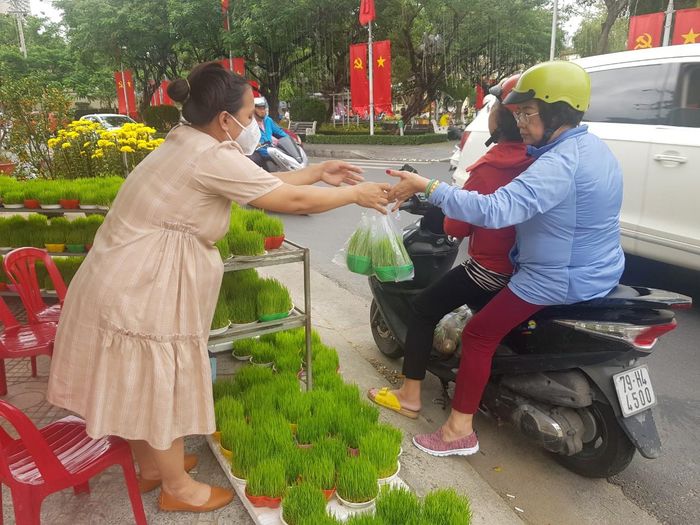 Mạ non được bán với giá 30.000 đồng/chậu