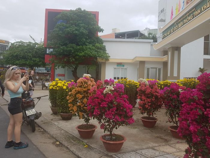 Du khách nước ngoài chụp ảnh hoa xuân.