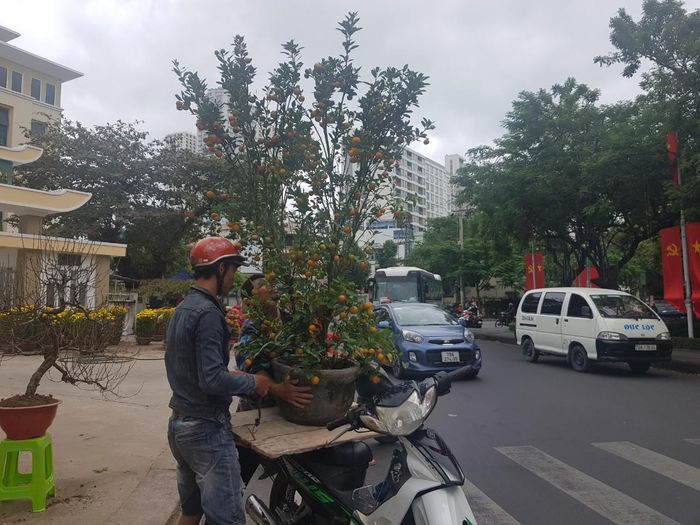 Chậu quất lớn giá 550.000 đồng đã có người mua