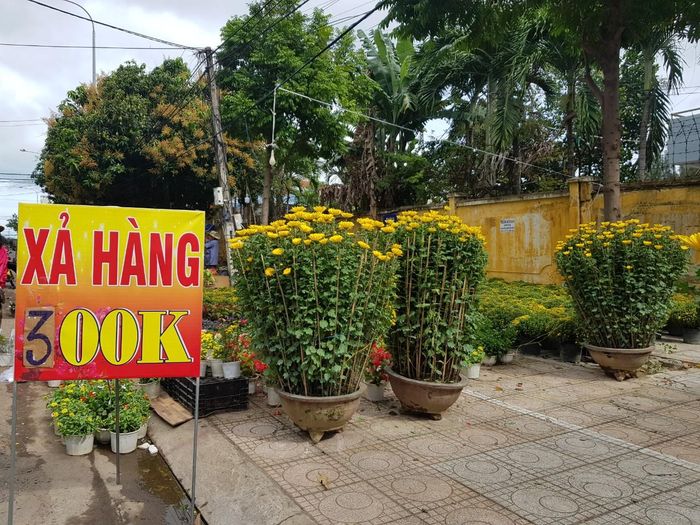 Hoa cúc được xả hàng từ 850.000 còn 300.000 đồng/chậu trên đường Dã Tượng.