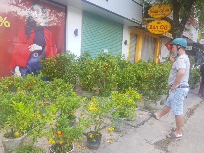Quất được bày bán trên đường Thái Nguyên