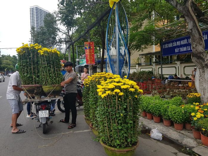 Những chậu cúc đã có chủ