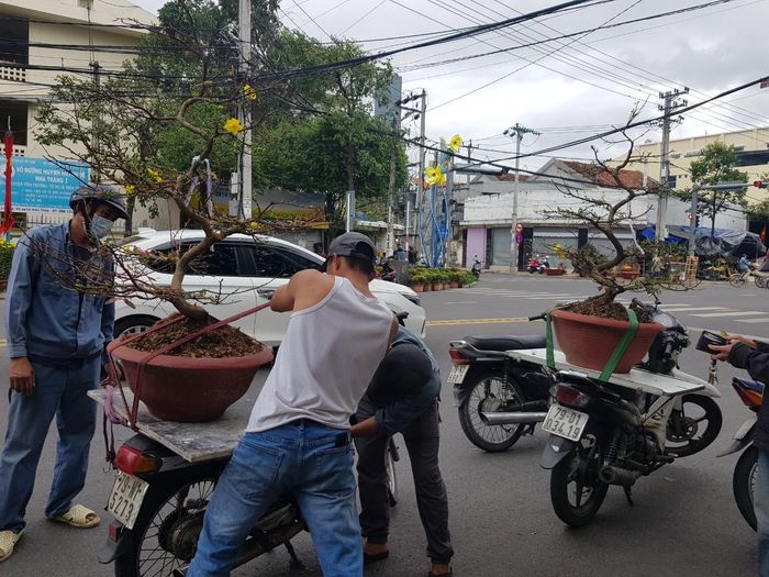 Mai được nhiều người chọn mua trong chiều 30 Tết