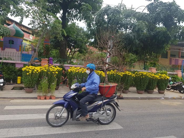 Chiều 30 Tết, chở hoa đào về