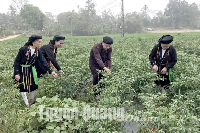 Bà con dân tộc Sán Dìu, thôn Đồng Cháy, xã Sơn Nam (Sơn Dương) phát triển kinh tế bằng mô hình trồng ớt.