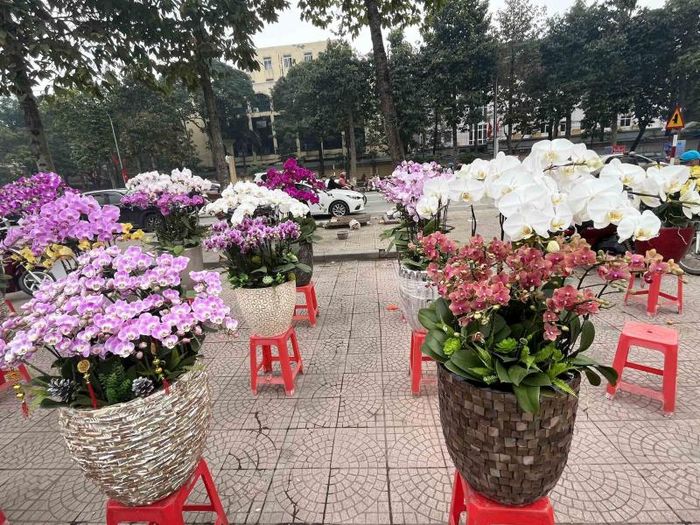 Không chỉ có đào, quất, mai,.. mà các loại hoa khác nhau cũng rực rỡ, đua nhau khoe sắc với giá thành từ vài trăm đếm đến vài chục triệu đồng