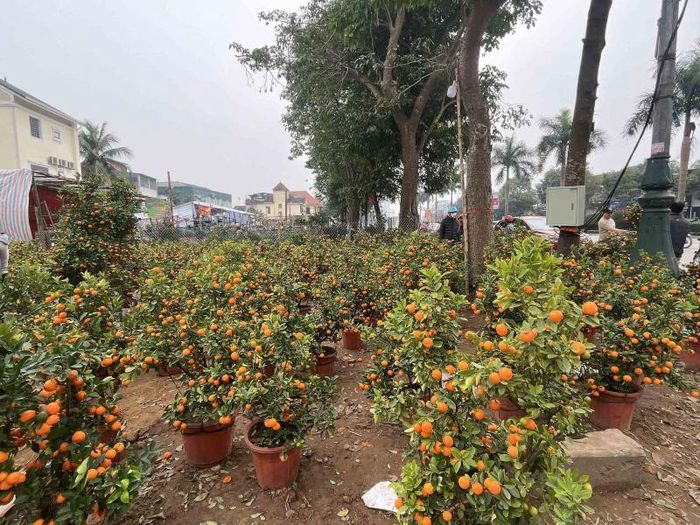 Nhiều tuyến phố ở TP. Vinh đã trở thành khu chợ cây cảnh chơi tết. Trong đó, đào, quất và bưởi là những loại cây phổ biến với nhiều kích thước, kiểu dáng khác nhau
