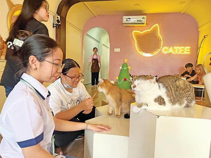 Quán cà phê mèo, trạm sạc tinh thần của rất nhiều bạn trẻ ở TPHCM