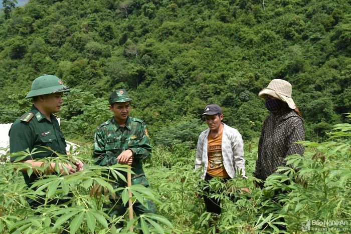 Cán bộ Đồn Biên phòng Mỹ Lý hướng dẫn người dân trồng sắn. Ảnh: H.T
