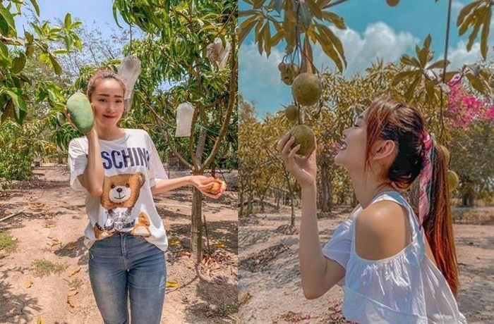Nữ ca sĩ còn sở hữu mảnh vườn rộng 2 ha để trồng cây trái. Ảnh chụp màn hình