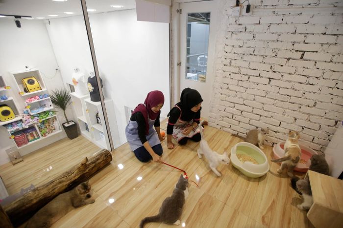 Đặc biệt, các nhân viên đều là những người rất yêu, thương mèo.