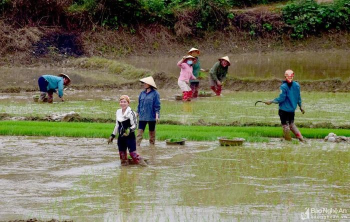  Bà con nông dân huyện Tương Dương gieo cấy lúa vụ Xuân 2023. Ảnh: Xuân Hoàng 