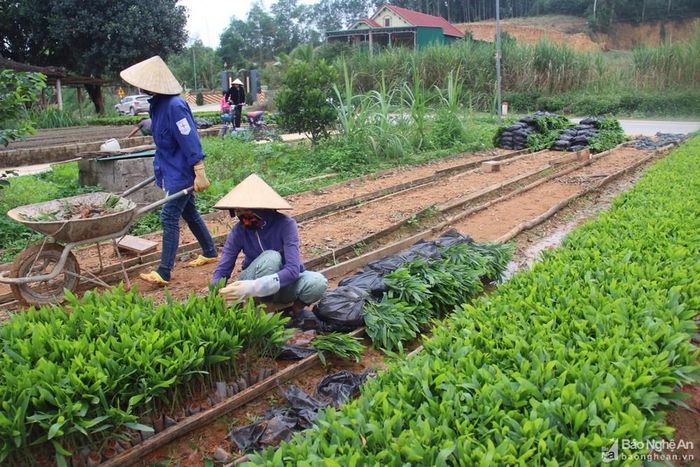 Chuẩn bị cây giống nguyên liệu trồng rừng ở xã Tân Hương (Tân Kỳ). Ảnh: Văn Trường