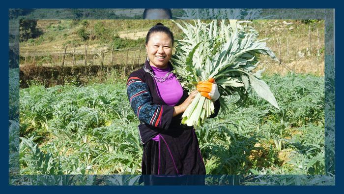 Người họ Má đã biết trồng thêm atiso để phát triển kinh tế.