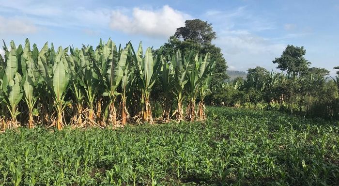 Enset được thuần hóa phần lớn chỉ có ở Ethiopia, nhưng nó đã cung cấp thực phẩm ổn định cho gần 15 triệu người ở khu vực tây nam quốc gia này. Ảnh: Promusa.