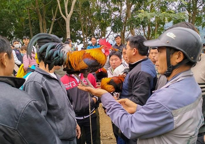 Gà rừng được mang xuống hội chủ yếu để khoe vẻ đẹp...