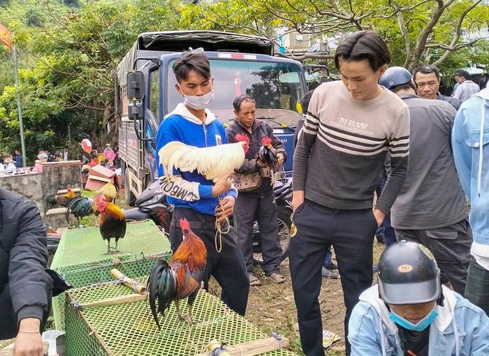 Mỗi chú gà rừng trung bình được bán với giá từ 1 - 1,5 triệu đồng.