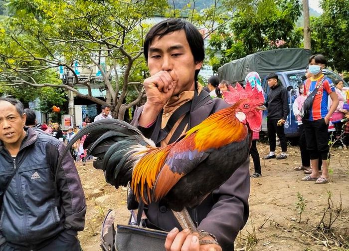 Cũng theo anh Mua, để "sở hữu" được chú gà "có giá" cũng hết sức kỳ công. Ngoài cho ăn, uống, còn phải chăm sóc tỉ mỉ về diện mạo, dạy gáy... (Trong ảnh: Anh Mua hướng dẫn gà gáy theo ý).